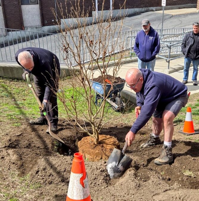 Maynard Tree Corps Arbor Day Planting