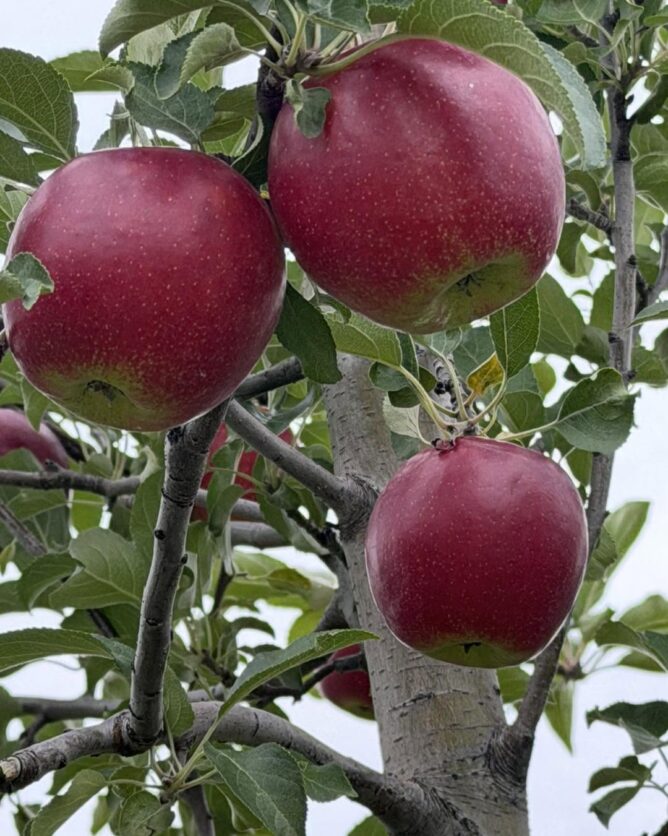 Sweet 16 Apples Autumn Hills Orchard